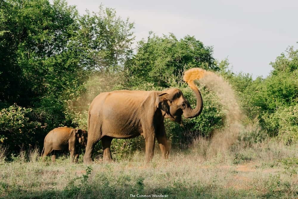 elephant udawalawe