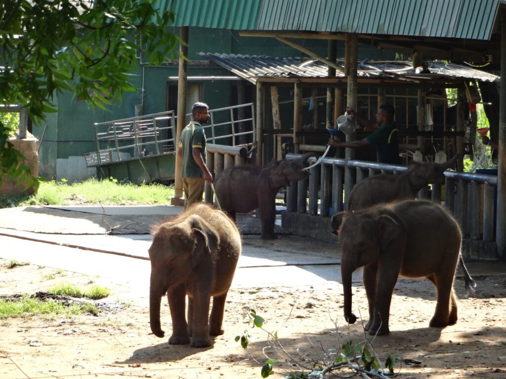 elephant safari udawalawe
